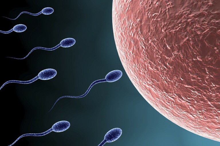 Quá trình thụ thai chỉ diễn ra khi tình trùng gặp trứng, làm thế nào để không có thai 