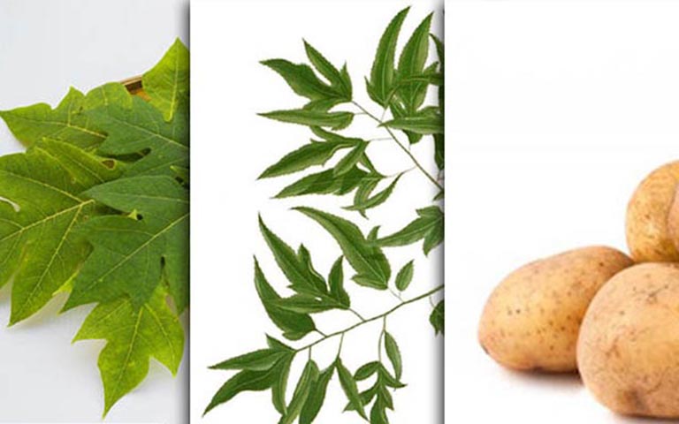 Sử dụng kết hợp lá đu đủ, khoai tây và lá đinh lăng để điều trị viêm da cơ địa
