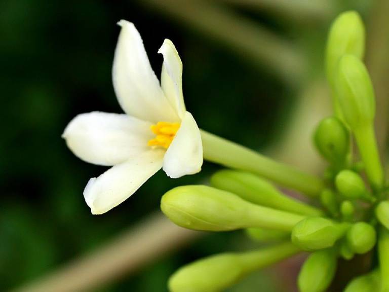 Hoa đu đủ đực thường được dùng để trị ho, đau rát cổ họng