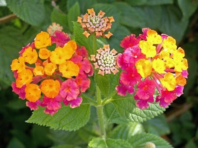 Cây hoa ngũ sắc có nhiều dược tính tốt trong Đông y
