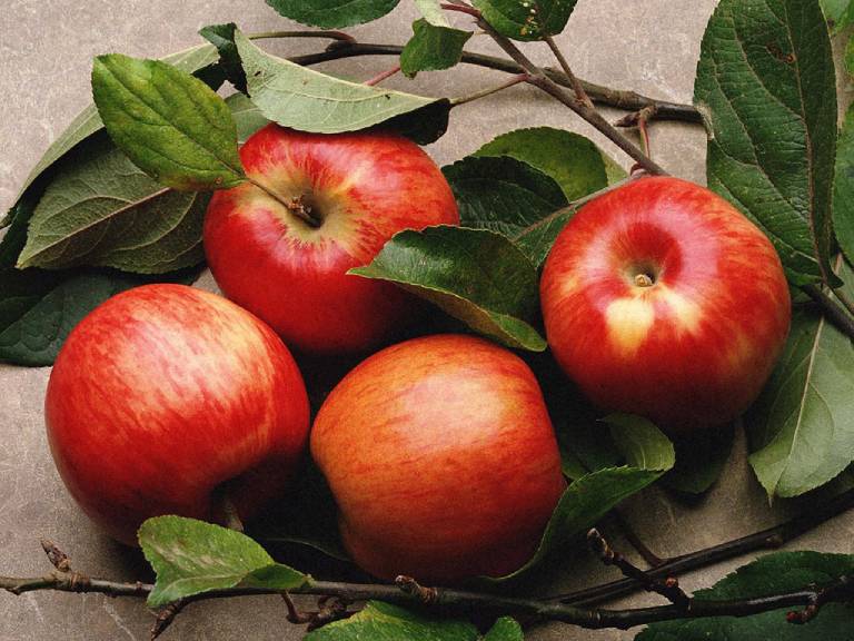 Pectin là chất xơ thực vật có nhiều trong táo và các loại trái cây có múi