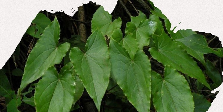 Dâm dương hoắc có tên khoa học là Epimedium macranthun Mooren et Decne, là loại cây thuộc họ Hoàn liên gai