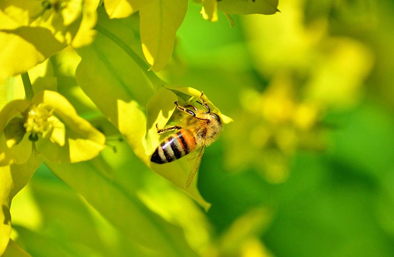 Mật ong rừng có vị ngọt khé đặc trưng mà mật ong nuôi không có