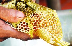 Mật ong rừng nguyên chất giá bao nhiêu?
