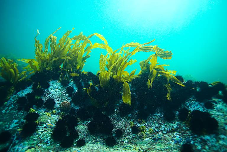 Tảo xoắn Nhật là một loại vi tảo xoắn dạng sợi màu xanh lục đặc trưng