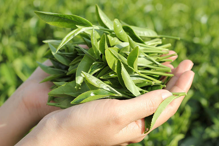 22 Bài thuốc điều trị bệnh từ lá trà xanh