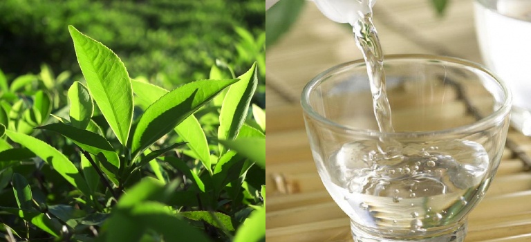 Công thức trị rụng tóc từ lá trà xanh và rượu trắng