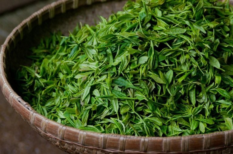8 cách trị rụng tóc từ lá trà xanh sẽ khiến bạn bất ngờ