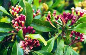 Theo một số nghiên cứu, dịch chiết từ nụ hoa và tinh dầu đinh hương có tác dụng tốt trong việc trị viêm lợi trùm